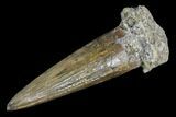 Fossil Crocodilian (Goniopholid) Tooth - Texas #88754-1